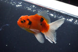 Thai Oranda  Calico 3 Inch (ID#1004ToPTA-39) Free2Day SHIPPING