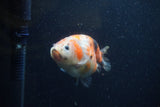 Juvenile Ranchu  Calico 3.5 Inch (ID#1220R9b-49) Free2Day SHIPPING