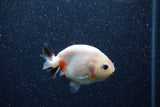 Baby Ranchu  Calico 2.5 Inch (ID#1206R9c-45) Free2Day SHIPPING