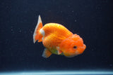 Juvenile Lionchu  Red White 3.5 Inch (ID#1227R11a-7) Free2Day SHIPPING