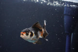 Juvenile Thai Oranda  Tricolor 3 Inch (ID#1008To13bPT4-97) Free2Day SHIPPING