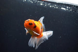 Thai Oranda  Calico 3 Inch (ID#1004ToPTA-39) Free2Day SHIPPING