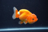 Juvenile Lionchu  Red White 3.5 Inch (ID#1227R11a-7) Free2Day SHIPPING