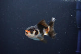 Juvenile Thai Oranda  Tricolor 3 Inch (ID#1008To13bPT4-97) Free2Day SHIPPING