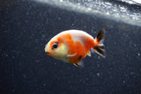 Baby Ranchu  Calico 2.5 Inch (ID#1206R9c-45) Free2Day SHIPPING