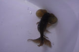 Bubble Eye  Calico 4 Inch (ID#228Be12c-97) Free2Day SHIPPING