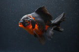 Thai Oranda  Red Black 5.5 Inch (ID#408T6b-112)