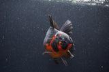 Thai Oranda  Red Black 5.5 Inch (ID#408T6b-112)