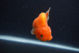 Juvenile Lionchu  Red White 3.5 Inch (ID#1227R11a-7) Free2Day SHIPPING