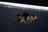 Juvenile Thai Oranda  Tricolor 3 Inch (ID#1008To13bPT4-97) Free2Day SHIPPING