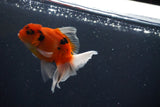 Thai Oranda  Calico 3 Inch (ID#1004ToPTA-39) Free2Day SHIPPING