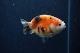 Juvenile Ranchu  Calico 3.5 Inch (ID#1220R9b-49) Free2Day SHIPPING