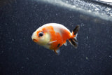 Baby Ranchu  Calico 2.5 Inch (ID#1206R9c-45) Free2Day SHIPPING