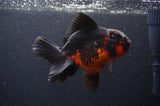 Thai Oranda  Red Black 5.5 Inch (ID#408T6b-112)