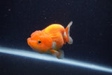 Juvenile Lionchu  Red White 3.5 Inch (ID#1227R11a-7) Free2Day SHIPPING