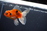 Thai Oranda  Calico 3 Inch (ID#1004ToPTA-39) Free2Day SHIPPING