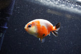 Baby Ranchu  Calico 2.5 Inch (ID#1206R9c-45) Free2Day SHIPPING