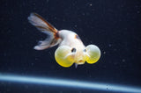 Bubble Eye  Calico 4 Inch (ID#304Be12c-92) Free2Day SHIPPING