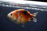 Juvenile Ranchu  Calico 3.5 Inch (ID#1220R9b-49) Free2Day SHIPPING