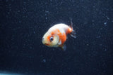 Baby Ranchu  Calico 2.5 Inch (ID#1206R9c-45) Free2Day SHIPPING