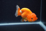 Juvenile Lionchu  Red White 3.5 Inch (ID#1227R11a-7) Free2Day SHIPPING