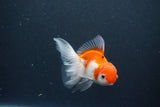 Juvenile Thai Oranda  Red White 4 Inch (ID#1015To13b-90) Free2Day SHIPPING