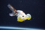 Bubble Eye  Calico 4 Inch (ID#304Be12c-92) Free2Day SHIPPING