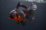 Thai Oranda  Red Black 5.5 Inch (ID#408T6b-112)