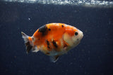 Juvenile Ranchu  Calico 3.5 Inch (ID#1220R9b-49) Free2Day SHIPPING