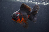 Thai Oranda  Red Black 5.5 Inch (ID#408T6b-112)
