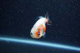 Baby Ranchu  Calico 2.5 Inch (ID#1206R9c-45) Free2Day SHIPPING