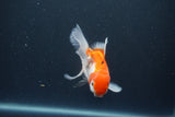 Juvenile Thai Oranda  Red White 4 Inch (ID#1015To13b-90) Free2Day SHIPPING