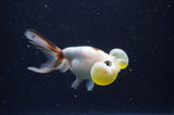 Bubble Eye  Calico 4 Inch (ID#304Be12c-92) Free2Day SHIPPING