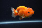 Juvenile Lionchu  Red White 3.5 Inch (ID#1227R11a-7) Free2Day SHIPPING