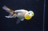 Bubble Eye  Calico 4 Inch (ID#304Be12c-92) Free2Day SHIPPING