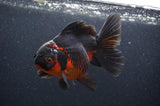 Thai Oranda  Red Black 5.5 Inch (ID#408T6b-112)