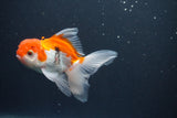 Juvenile Thai Oranda  Red White 4 Inch (ID#1015To13b-90) Free2Day SHIPPING