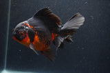 Thai Oranda  Red Black 5.5 Inch (ID#408T6b-112)