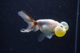 Bubble Eye  Calico 4 Inch (ID#304Be12c-92) Free2Day SHIPPING