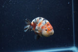 Juvenile Ranchu  Calico 3 Inch (ID#1220R9b-50) Free2Day SHIPPING