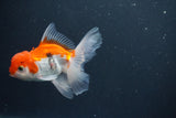 Juvenile Thai Oranda  Red White 4 Inch (ID#1015To13b-90) Free2Day SHIPPING