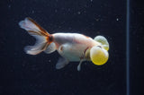 Bubble Eye  Calico 4 Inch (ID#304Be12c-92) Free2Day SHIPPING