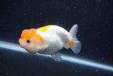 Juvenile Lionchu  Red White 3 Inch (ID#1227R11a-8) Free2Day SHIPPING