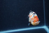 Juvenile Ranchu  Calico 3 Inch (ID#1220R9b-50) Free2Day SHIPPING