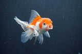 Juvenile Thai Oranda  Red White 4 Inch (ID#1015To13b-90) Free2Day SHIPPING