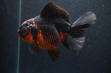 Thai Oranda  Red Black 5.5 Inch (ID#408T6b-112)