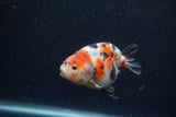 Juvenile Ranchu  Calico 3 Inch (ID#1220R9b-50) Free2Day SHIPPING