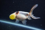 Bubble Eye  Calico 4 Inch (ID#304Be12c-92) Free2Day SHIPPING