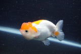 Juvenile Lionchu  Red White 3 Inch (ID#1227R11a-8) Free2Day SHIPPING