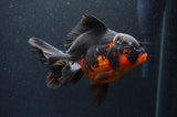 Thai Oranda  Red Black 5.5 Inch (ID#408T6b-112)